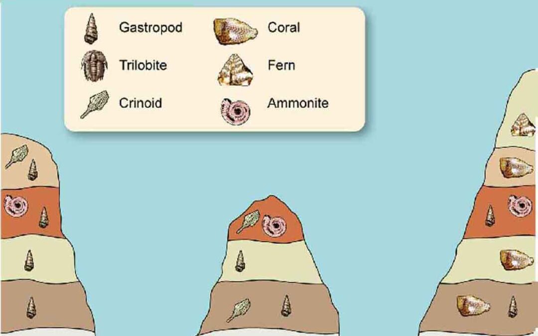 Biostratigraphy: Principles, Units, and Applications in Stratigraphy