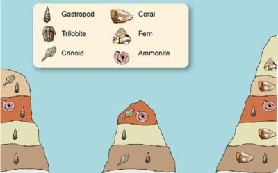 Biostratigraphy: Principles, Units, and Applications in Stratigraphy