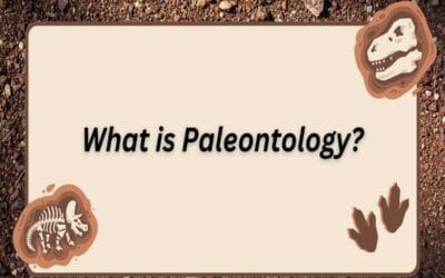 What is Paleontology? Branches, Fossil Formation, and Tools.