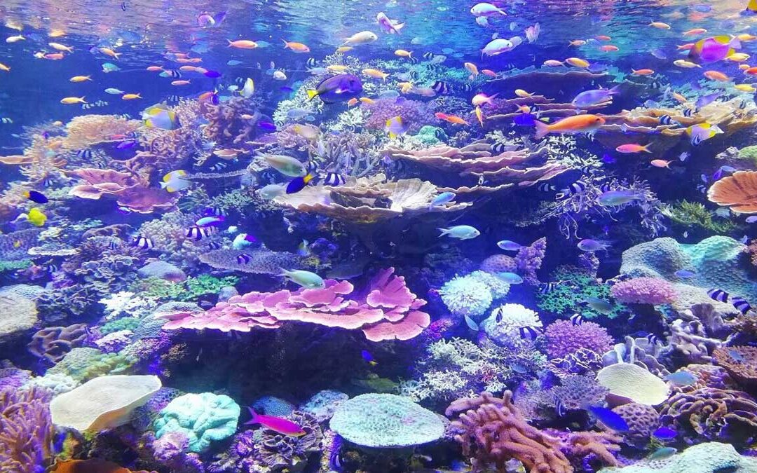 Coral Reef: Understanding Nature’s Underwater Wonder
