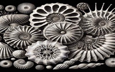 The Ecological Factors and Application of Foraminifera