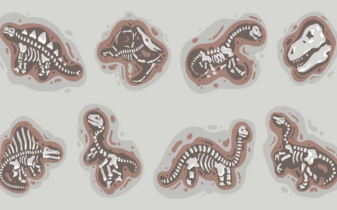 Formation and Mode of Preservation of Fossils