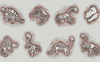 Formation and Mode of Preservation of Fossils
