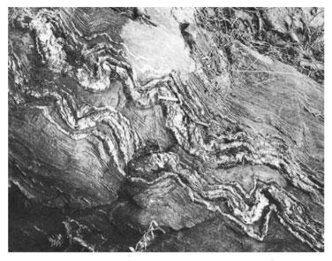Ptygmatic fold in quartzo-felspathic veins