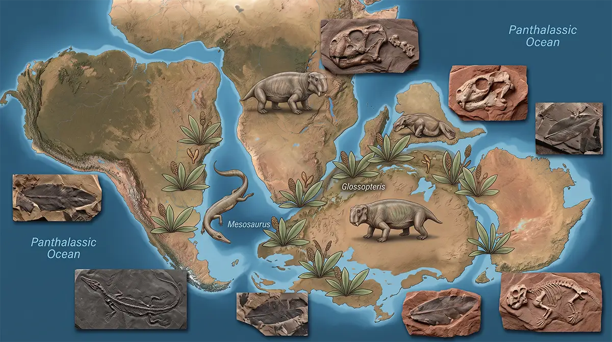 Fossil evidence for continental drift including Mesosaurus, Glossopteris, and Lystrosaurus found across separated continents