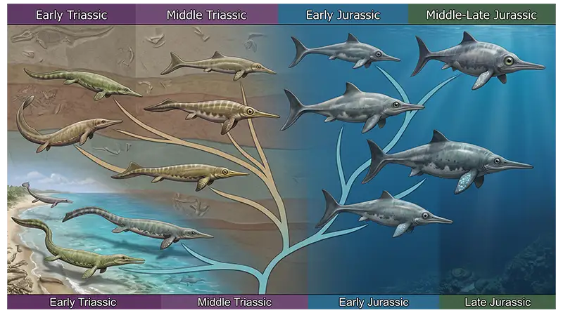 Ichthyosaurus evolution showing early ichthyosaur relatives developing streamlined bodies and specialized swimming adaptations