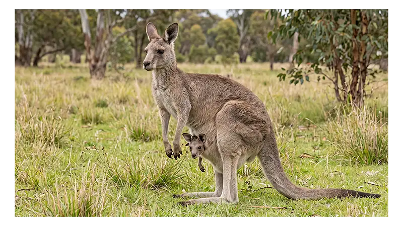 Marsupial mammal kangaroo standing in an Australian grassland