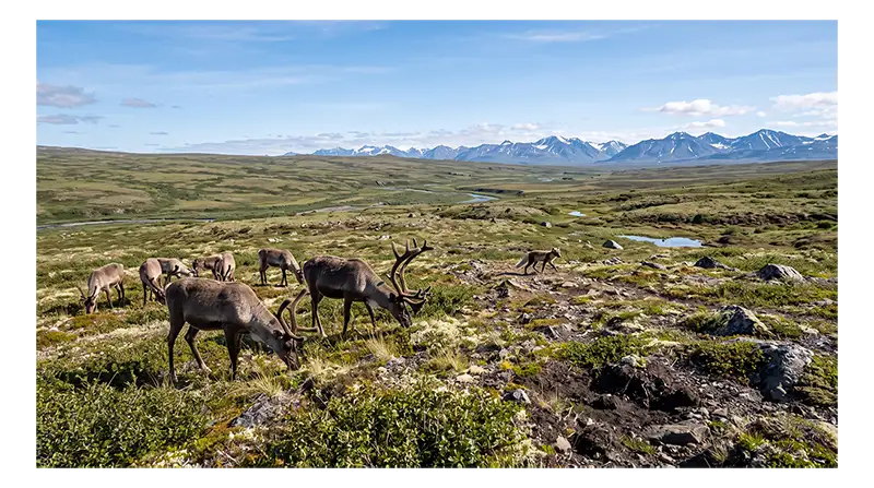 Arctic tundra ecosystem with mosses, lichens, sedges, dwarf shrubs, flowers, and frozen ground