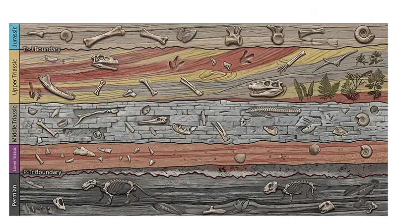 Triassic geological rock layers containing fossils from different stages of the period