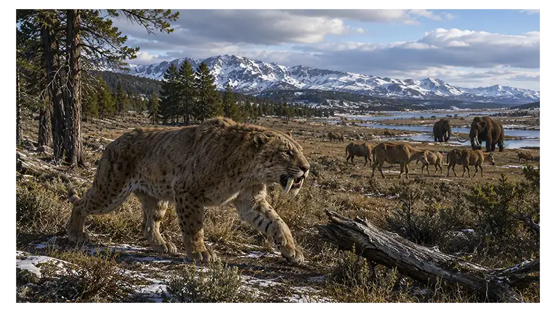 Where and When Did Sabertooths Live?