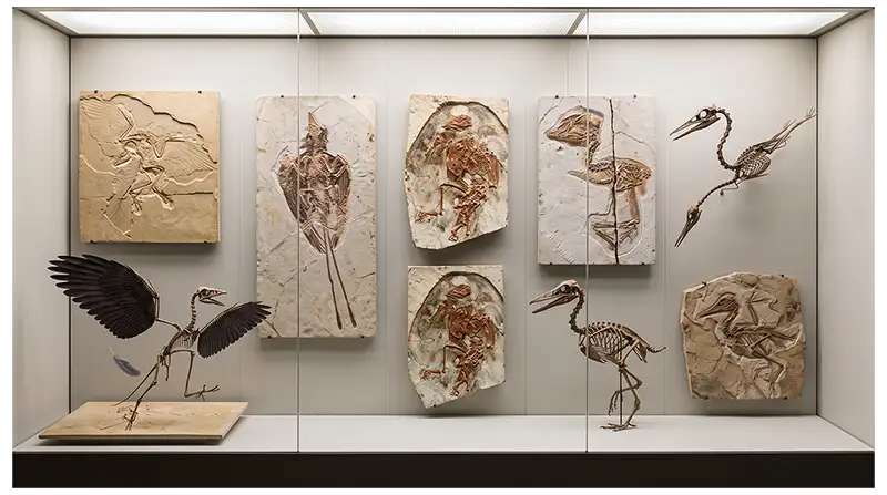Fossil specimens of Archaeopteryx, Confuciusornis, Ichthyornis, and other avian dinosaurs