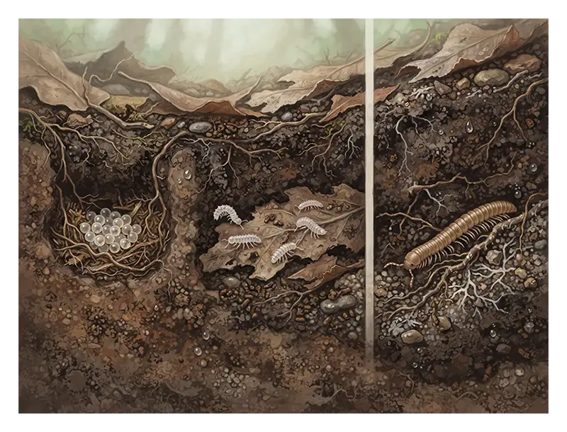 Millipede eggs and juveniles illustrating myriapod development