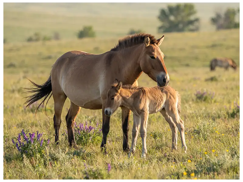 Mare and newborn foal illustrating parental care and early development in equids