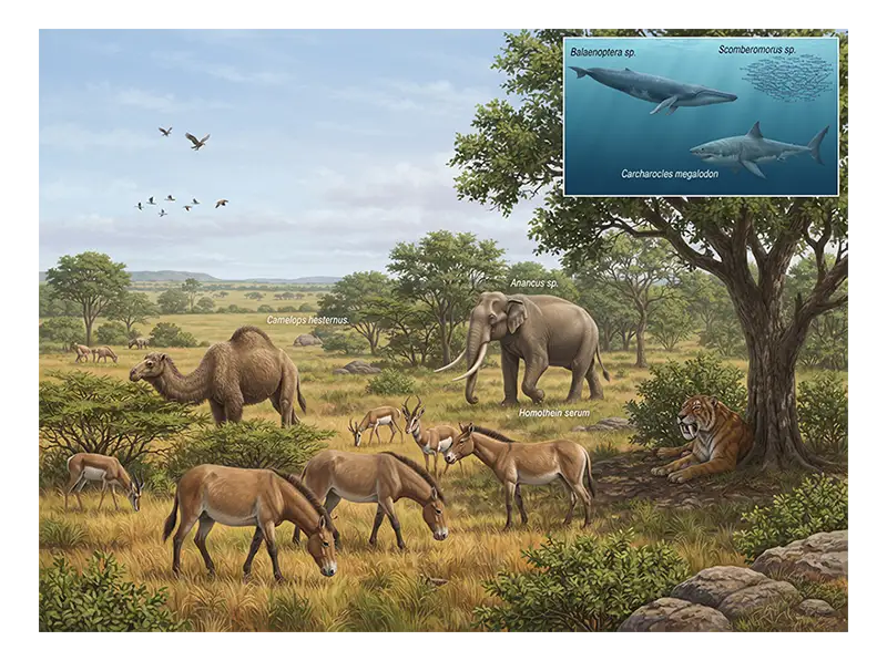 Pliocene animals including horses, camels, elephant relatives, carnivores, whales, and sharks.