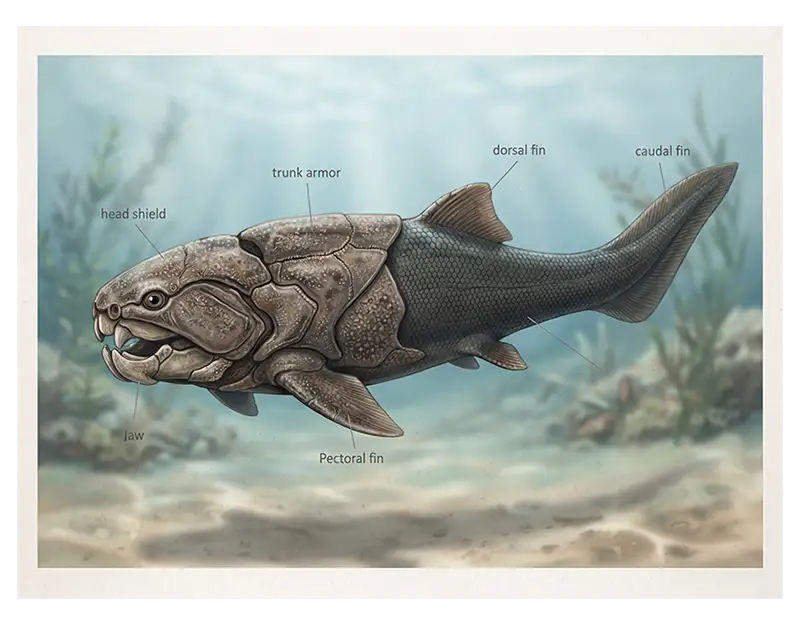 Scientific illustration of an armored placoderm showing its bony head shield, trunk armor, and jaws.