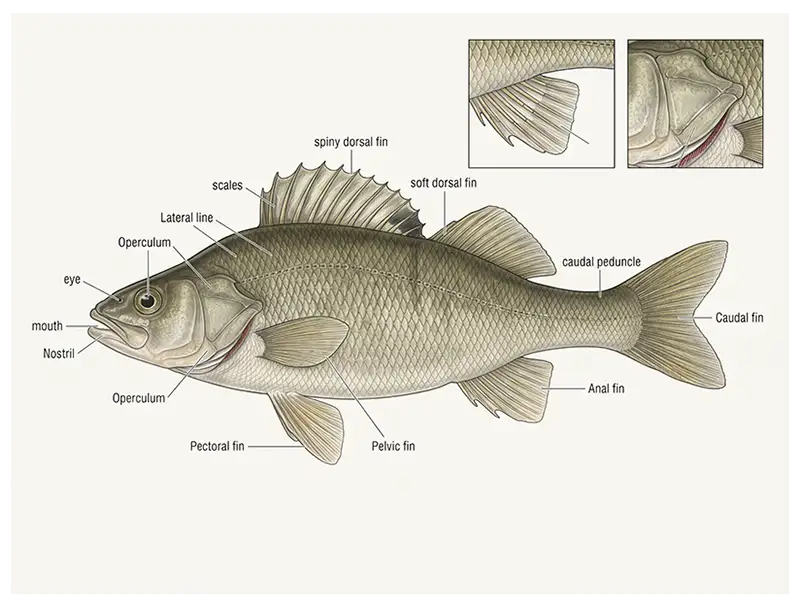 Side-view illustration of a teleost fish showing its scales, fin rays, gill cover, paired fins, tail, and lateral line.