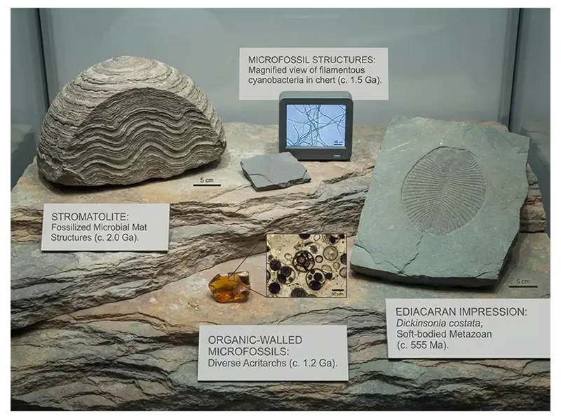 Proterozoic fossil evidence including stromatolites, microfossils, organic-walled fossils, and Ediacaran impressions.
