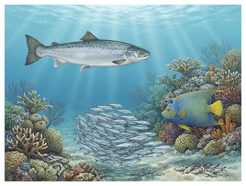Illustration of different teleost fishes showing the diversity of living ray-finned bony fishes.