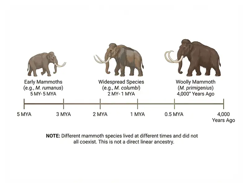 Timeline illustrating mammoth history from early species around 5 million years ago to the last known populations about 4,000 years ago.